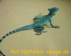 Stirnlappenbasilisk 1.0 abzugeben (Bock)