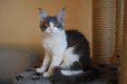 Maine Coons of Holmes Beach