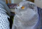 Scottish Fold Deckkater