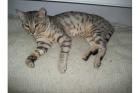 König der silbernen Leoparden, Bengalkater