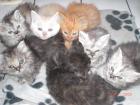 Highländer Kitten ( Langhaar )