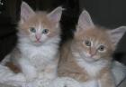 Die Maine Coon Cremeschnitten aus ...