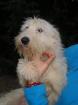 Cloe sucht ein zu Hause !
