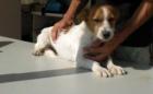 Calvin sucht liebevolles zu Hause !