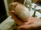 Junge Teddyhamster zu verkaufen