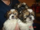 Shih tzu welpen