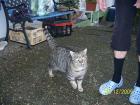Kater sucht dringend ein Zuhause !