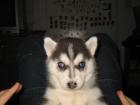 Huskywelpen