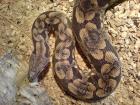 Tausche oder verkaufe 1.0 Acrantophis dumerili mit Papieren