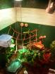 Grüne leguan mit terrarium