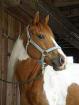 Paint Horse Stute 