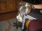 Old Englisch Bulldog / Rüde
