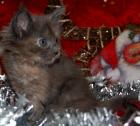 Wunderschöne Maine coon kitten
