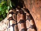 1,1 Königspythons2021/06 DNZ Farbmutationen!