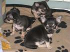 Verkaufe CHIHUAHUA WELPEN (Rüde/Hündin) mit VDH-Papieren