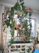 Madagasksr-Taggecko-Päarchen mit Terrarium