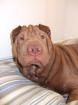 Shar pei Weibchen 7 mon. mit Papiere sucht neues zu hasue.....