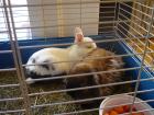 2 Kaninchen abzugeben