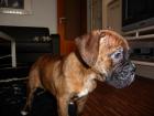 Boxerwelpen