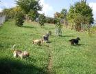 Liebevolle Hundebetreuung mit Familienanschluß