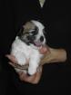 Havaneserwelpen aus Topzucht, nichthaarende Hunde