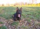Hund in liebevolle Hände abzugeben
