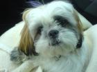 Shi Tzu Dame gesucht für gemeinsame Schmusestunden 