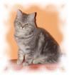 Britischkurzhaar Katzenmädchen