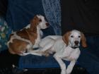 Jagdhundmixwelpen suchen liebevolles Zuhause