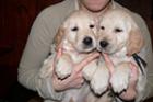 Golden retriever welpen
