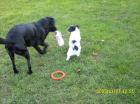 Hunde Tagesbetreuung, Hunde Kindergarten