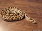 Labyrinth Tigerpython (w) zu verkaufen