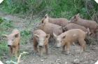Mangalitza Ferkel rot