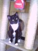Suche Thai, Siam oder Sibrische Katze Deckkater