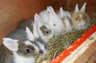 6 Löwenkopf Zwergkaninchen Babys suchen neues Heim!
