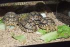 Paar-Schildkröten von Unserem Garten Zum Verkauf..