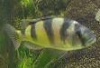 Verkaufe junge seltene Barsche (Haplochromis obliquidens)