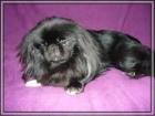 Pekinese,pekingese ,deckrüde