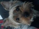 Yorkshire Terrier Hündin (10 Monate) 