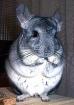 Chinchilla-Männchen abzugeben