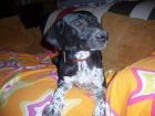 Sunny  Labbi-Pointer-Mix sucht eine Familie