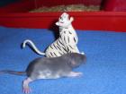 Haben super Schöne Ratte am 12.02-0.7978 zu Abgabe aus einer Seriösen Hobby Zucht 