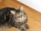 Schöner Maine Coon Kater abzugeben