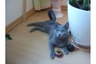 Suche Deckkater (Russisch-Blau oder Kartäuser) in Nähe von Greifswald