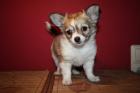 3 Reinrassige Chihuahua-Welpen m. Papiere+Ahnentafel suchen neues Zuhause