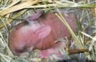 Hasenbabys in 9 Wochen abzugeben