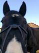 Suche eine Reitbeteiligung für meinen Wallach (7 Jahre/170cm)
