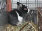 2 Kaninchen abzugeben