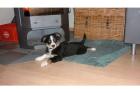 Australian Shepherds aus Kontrolierter Hobbyzucht 