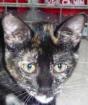 Liebes Schildpatt Katzenkind sucht verantwortungsvolles Zuhause!
